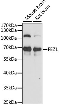 FEZ1 Rabbit Polyclonal Antibody