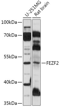 FEZF2 Rabbit Polyclonal Antibody