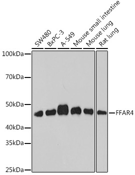FFAR4 Rabbit Polyclonal Antibody