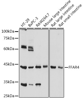 FFAR4 Rabbit Polyclonal Antibody