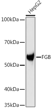 FGB Rabbit Polyclonal Antibody - Image 2