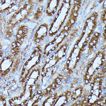 FGD1 Rabbit Polyclonal Antibody - Image 4