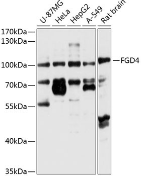 FGD4 Rabbit Polyclonal Antibody