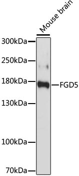 FGD5 Rabbit Polyclonal Antibody