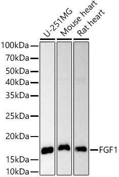 FGF1 Rabbit Polyclonal Antibody