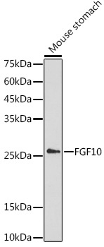 FGF10 Rabbit Polyclonal Antibody