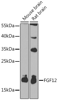 FGF12 Rabbit Polyclonal Antibody