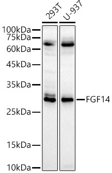 FGF14 Rabbit Polyclonal Antibody