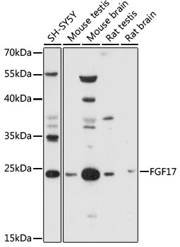 FGF17 Rabbit Polyclonal Antibody
