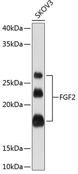 FGF2 Rabbit Monoclonal Antibody