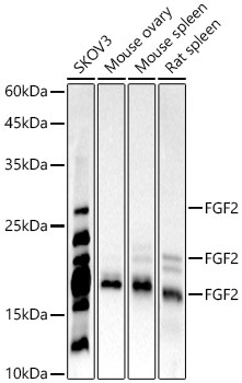 FGF2 Rabbit Monoclonal Antibody