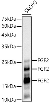 FGF2 Rabbit Monoclonal Antibody
