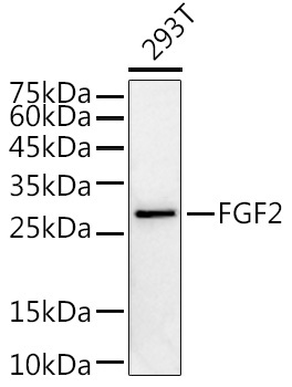 FGF2 Rabbit Polyclonal Antibody