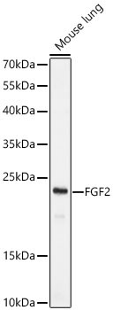 FGF2 Rabbit Polyclonal Antibody