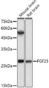FGF23 Rabbit Polyclonal Antibody