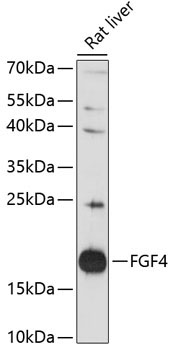 FGF4 Rabbit Polyclonal Antibody