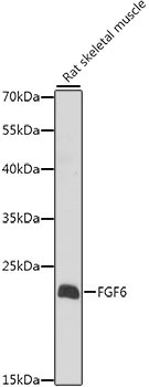 FGF6 Rabbit Polyclonal Antibody