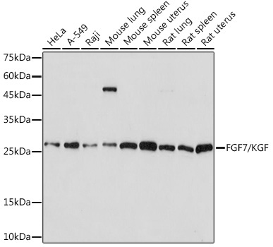 FGF7/KGF Rabbit Monoclonal Antibody