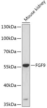 FGF9 Rabbit Polyclonal Antibody
