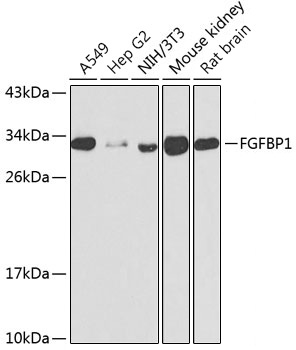 FGFBP1 Rabbit Polyclonal Antibody
