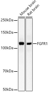 FGFR1 Rabbit Monoclonal Antibody