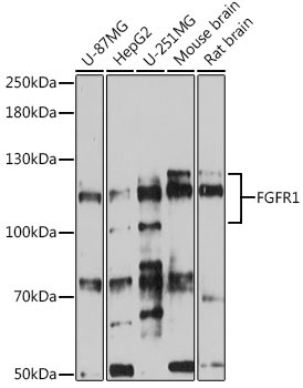 FGFR1 Rabbit Polyclonal Antibody