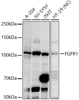 FGFR1 Rabbit Polyclonal Antibody