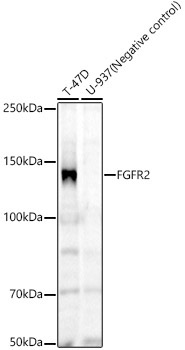 FGFR2 Rabbit Monoclonal Antibody