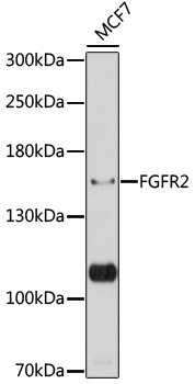 FGFR2 Rabbit Polyclonal Antibody
