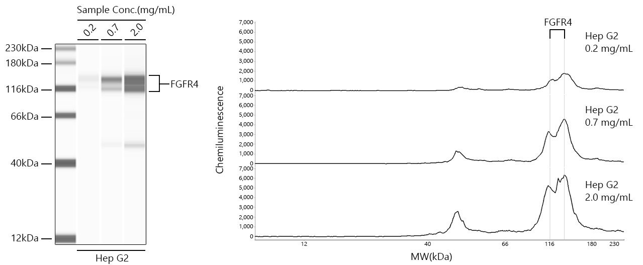 FGFR4 Rabbit Monoclonal Antibody