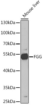 FGG Rabbit Polyclonal Antibody
