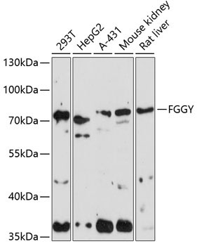 FGGY Rabbit Polyclonal Antibody