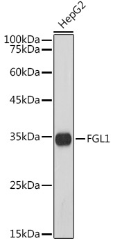 FGL1 Rabbit Monoclonal Antibody