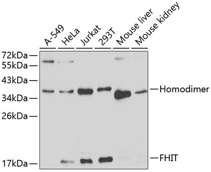 FHIT Rabbit Polyclonal Antibody