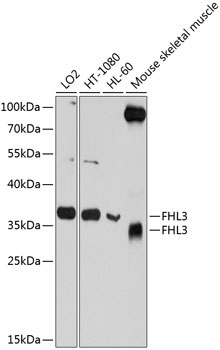 FHL3 Rabbit Polyclonal Antibody