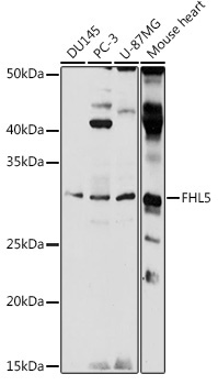 FHL5 Rabbit Polyclonal Antibody