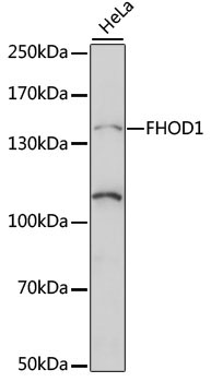 FHOD1 Rabbit Polyclonal Antibody