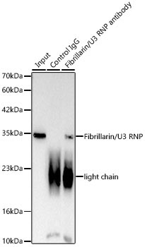 Fibrillarin/U3 RNP Rabbit Polyclonal Antibody - Image 4