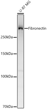 Fibronectin Rabbit Polyclonal Antibody