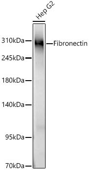 Fibronectin Rabbit Polyclonal Antibody