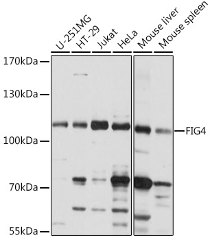 FIG4 Rabbit Polyclonal Antibody