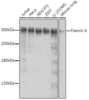 Filamin A Rabbit Polyclonal Antibody