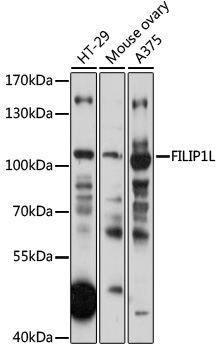 FILIP1L Rabbit Polyclonal Antibody
