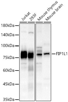 FIP1L1 Rabbit Polyclonal Antibody