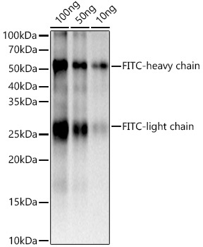 FITC/5-FAM/6-FAM Rabbit Monoclonal Antibody