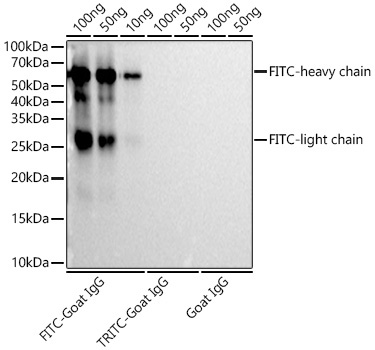 FITC/5-FAM/6-FAM Rabbit Monoclonal Antibody