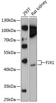 FJX1 Rabbit Polyclonal Antibody