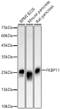 FKBP11 Rabbit Polyclonal Antibody