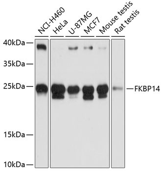 FKBP14 Rabbit Polyclonal Antibody