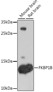 FKBP1B Rabbit Polyclonal Antibody